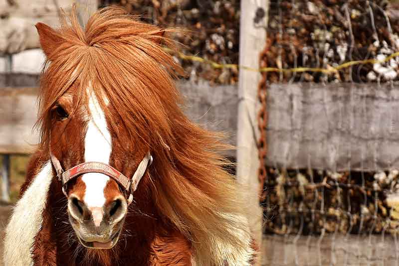 Le poney club de l'Etang